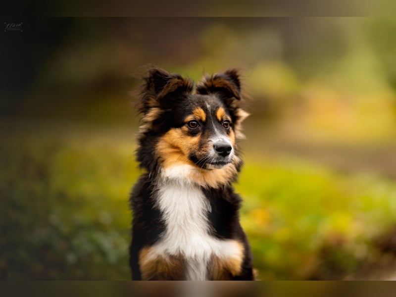 Miniature American Shepherd – Toy Größe – blaue Augen – kleine Linie