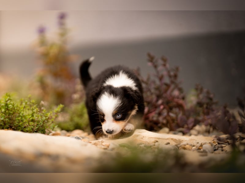 Miniature American Shepherd Welpe – Toy-Größe – blauen Augen