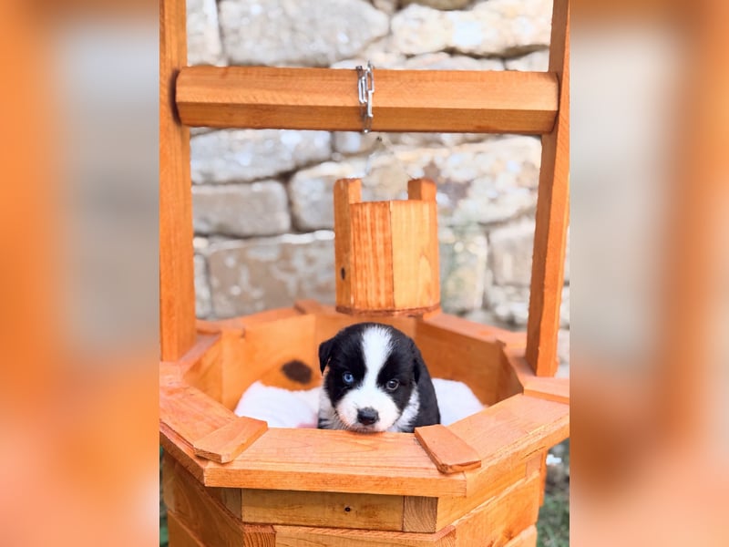 Miniature American Shepherd – Black Bicolor – blaues Auge