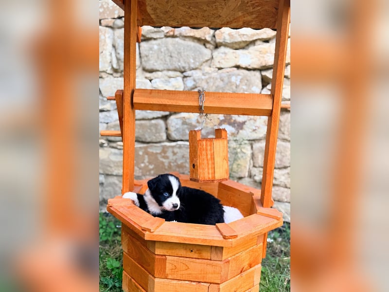 Miniature American Shepherd – Black Bicolor – blaues Auge