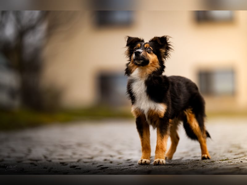 Miniature American Shepherd – Toy Größe – blaue Augen – kleine Linie