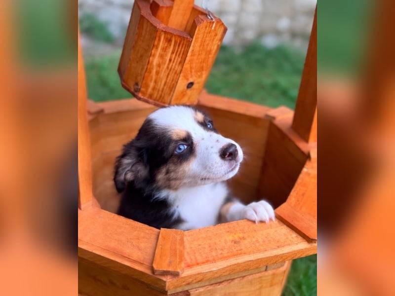 Miniature American Shepherd – Toy Größe – blaue Augen – kleine Linie
