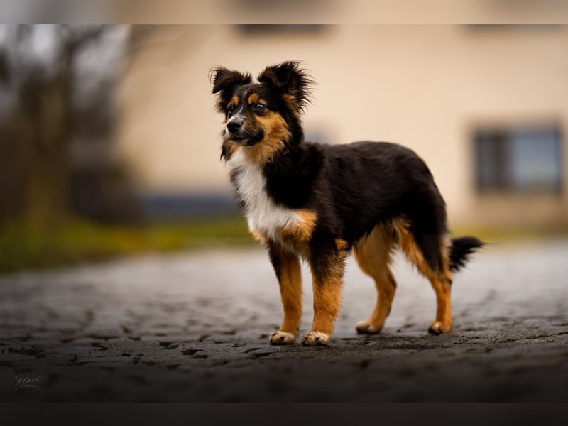 Miniature American Shepherd – Toy Größe – blaue Augen – kleine Linie