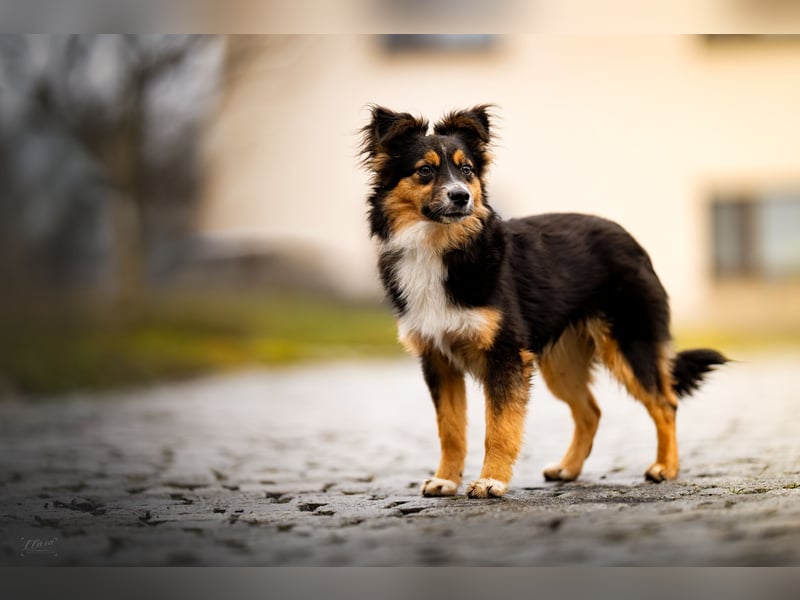Miniature American Shepherd – Toy Größe – blaue Augen – kleine Linie