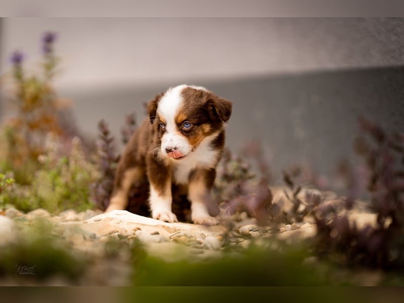 Miniature American Shepherd – Toy Größe – blaue Augen – kleine Linie