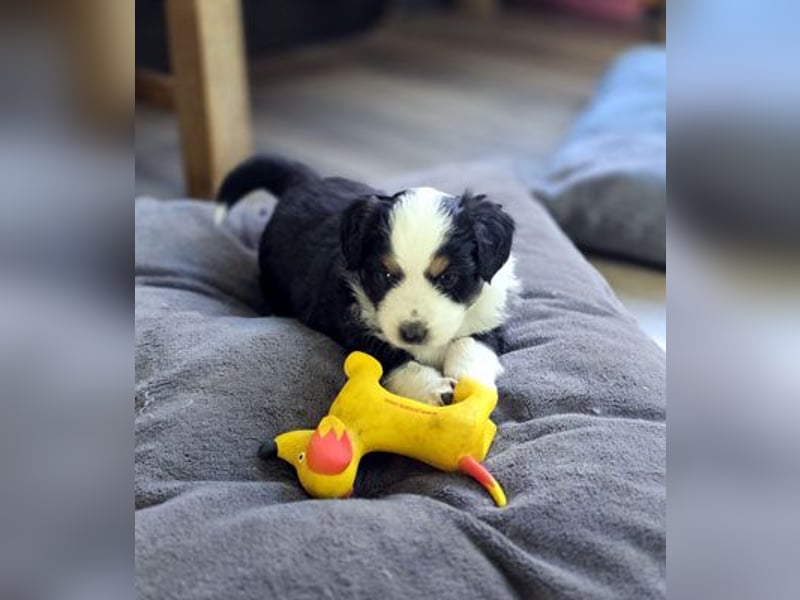 Mini Aussie Babys / Mini American Shepherds / www.AussieLove.de