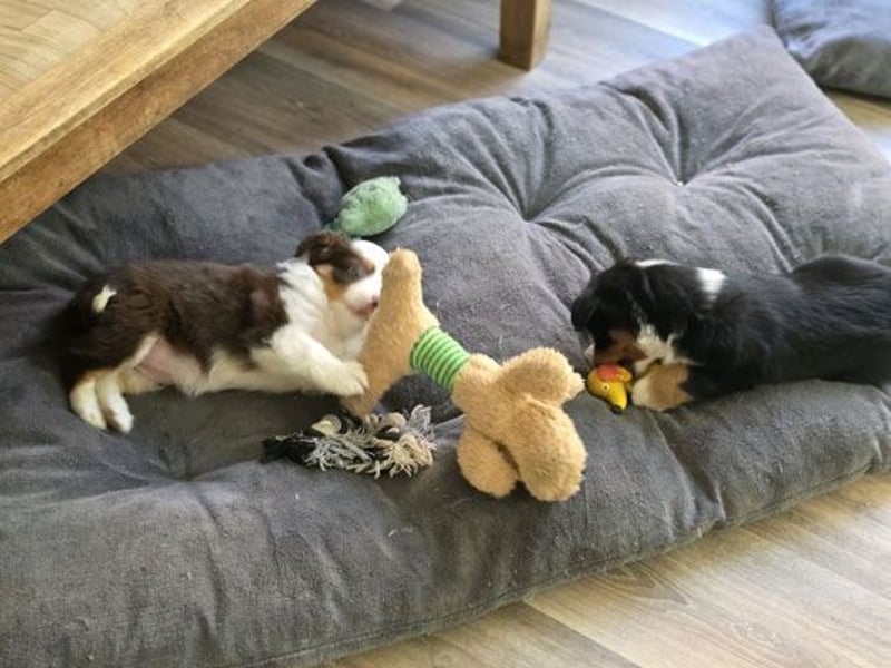 Mini Aussie Babys / Mini American Shepherds / www.AussieLove.de