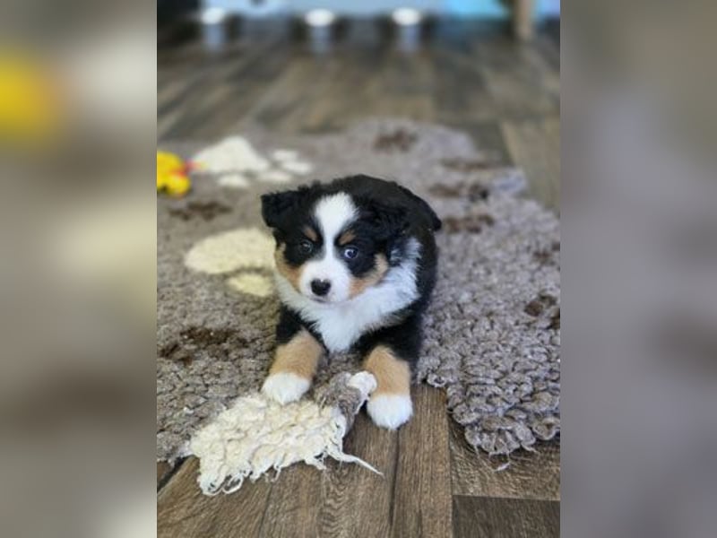 Mini Aussie Babys / Mini American Shepherds / www.AussieLove.de