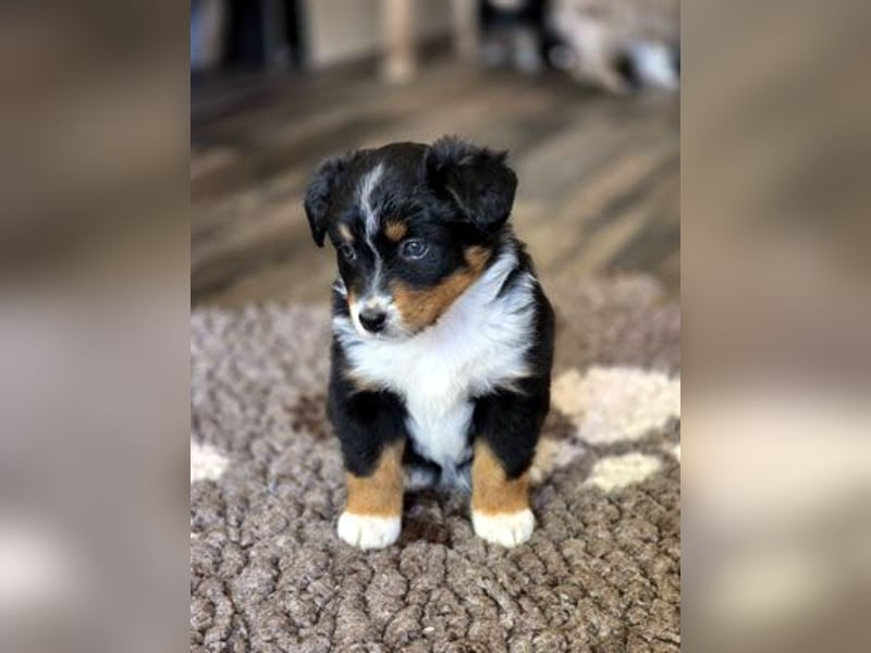 Mini Aussie Babys / Mini American Shepherds / www.AussieLove.de