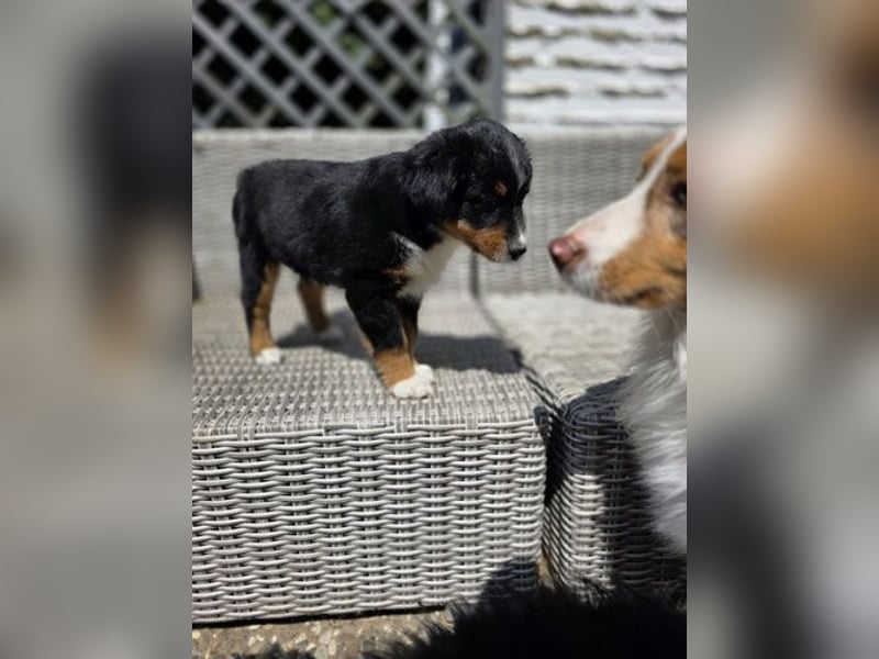 Mini Aussie Babys / Mini American Shepherds / www.AussieLove.de