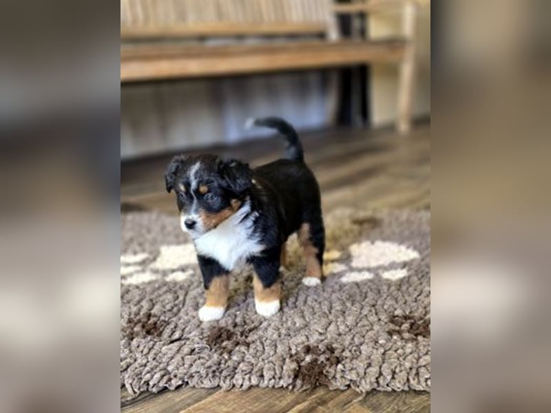 Mini Aussie Babys / Mini American Shepherds / www.AussieLove.de