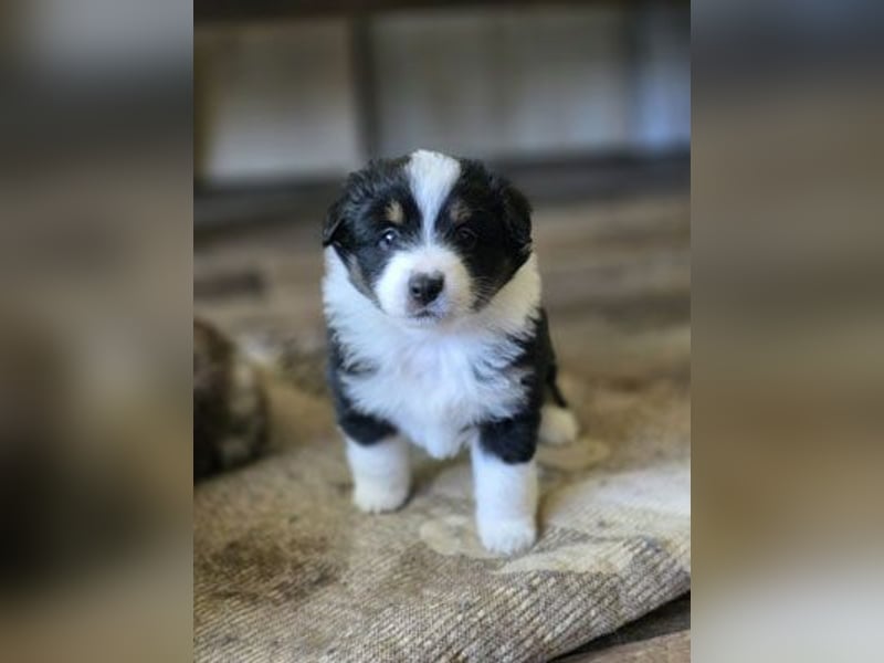 Mini Aussie Babys / Mini American Shepherds / www.AussieLove.de