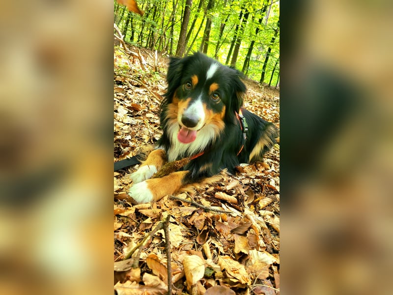 MINIAUSSI SUCHT NEUEN Lieblingsmenschen