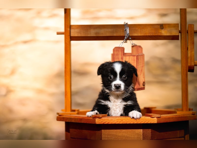 Miniature American Shepherd – Black Bicolor – blaues Auge