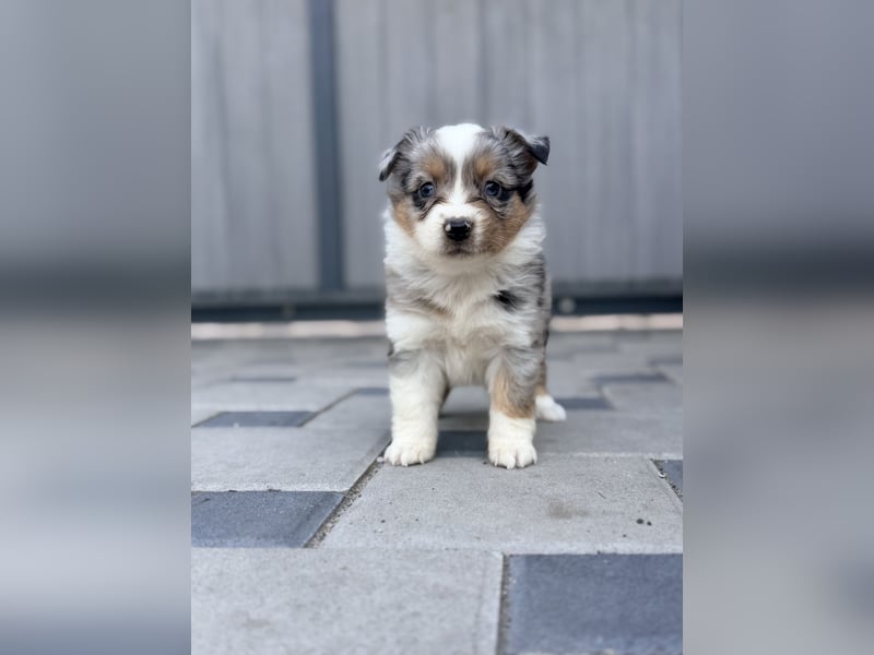 Miniature American Shepherd Hündin – Blue Merle – ausgeglichene Arbeitslinien