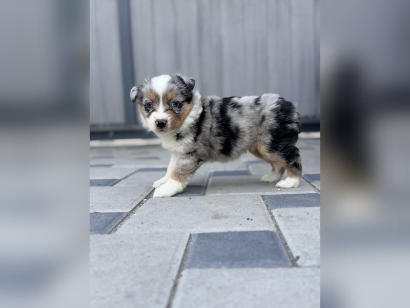 Miniature American Shepherd Hündin – Blue Merle – ausgeglichene Arbeitslinien