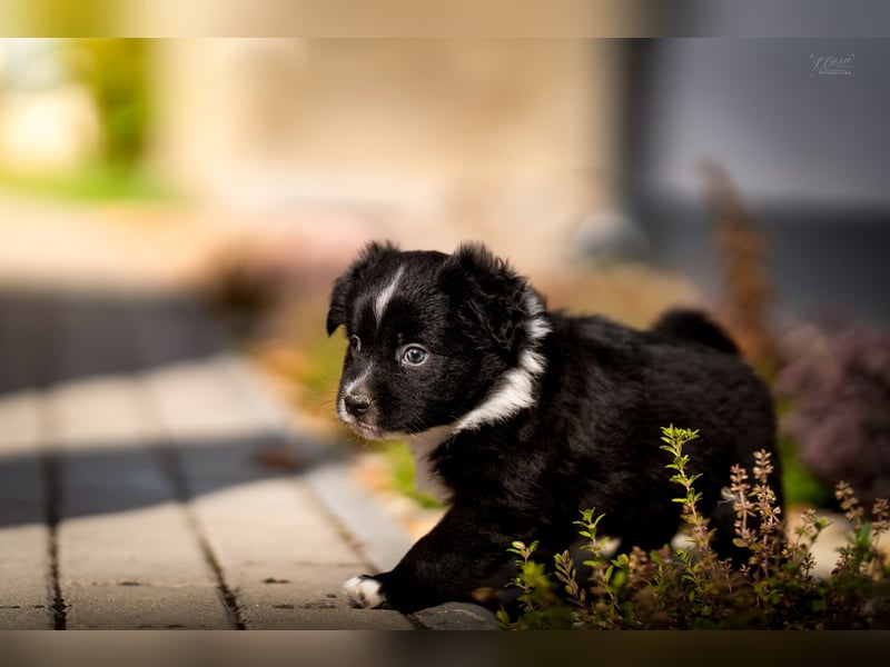 Miniature American Shepherd Welpen – Atypic Merle, Cryptic Merle & Lilac – Hündinnen und Rüde