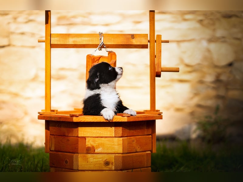 Miniature American Shepherd – Black Bicolor – blaues Auge