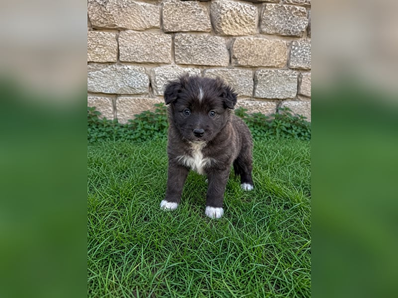 Miniature American Shepherd Welpen – Atypic Merle, Cryptic Merle & Lilac – Hündinnen und Rüde