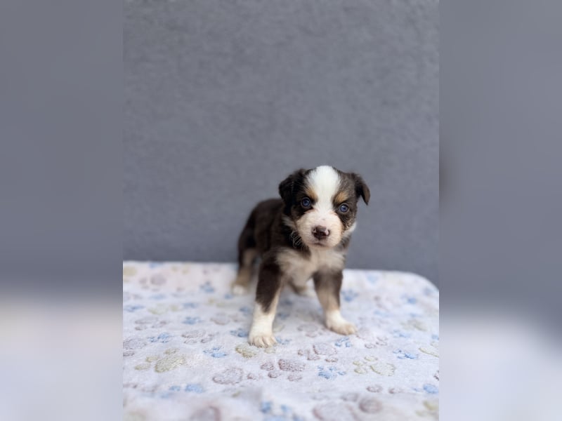Miniature American Shepherd Hündinnen – Toy Größe – blaue Augen – kleine Linie