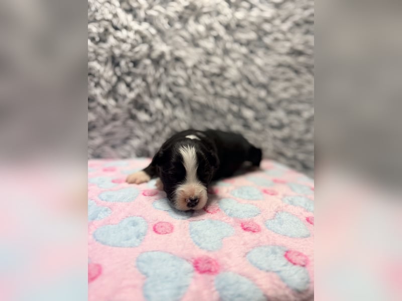 Miniature American Shepherd – typvoller Aussie-Typ – kräftiger Kopf – internationale Linien