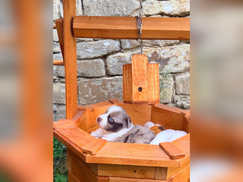 Miniature American Shepherd Welpe – Red Merle Bicolor Hündin - blaue Augen