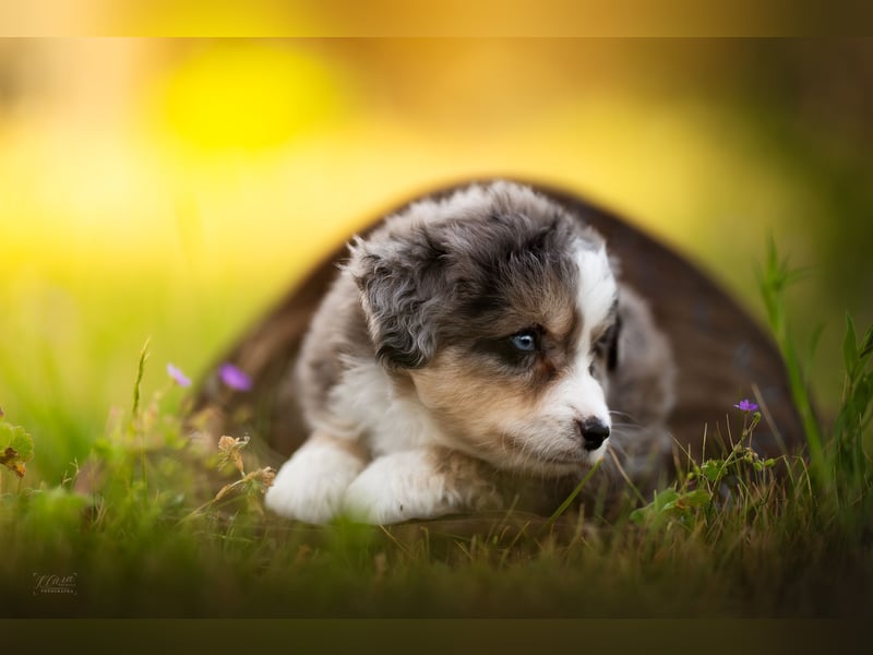 Miniature American Shepherd – typvoller Aussie-Typ – kräftiger Kopf – internationale Linien