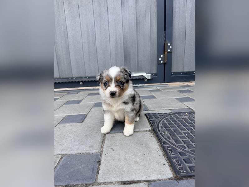 Miniature American Shepherd Hündin – Blue Merle – ausgeglichene Arbeitslinien