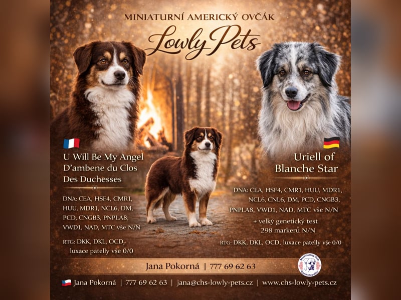 Miniature American Shepherd – typvoller Aussie-Typ – kräftiger Kopf – internationale Linien