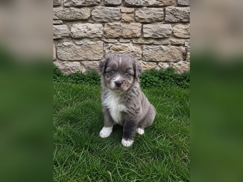Miniature American Shepherd Welpen – Atypic Merle, Cryptic Merle & Lilac – Hündinnen und Rüde