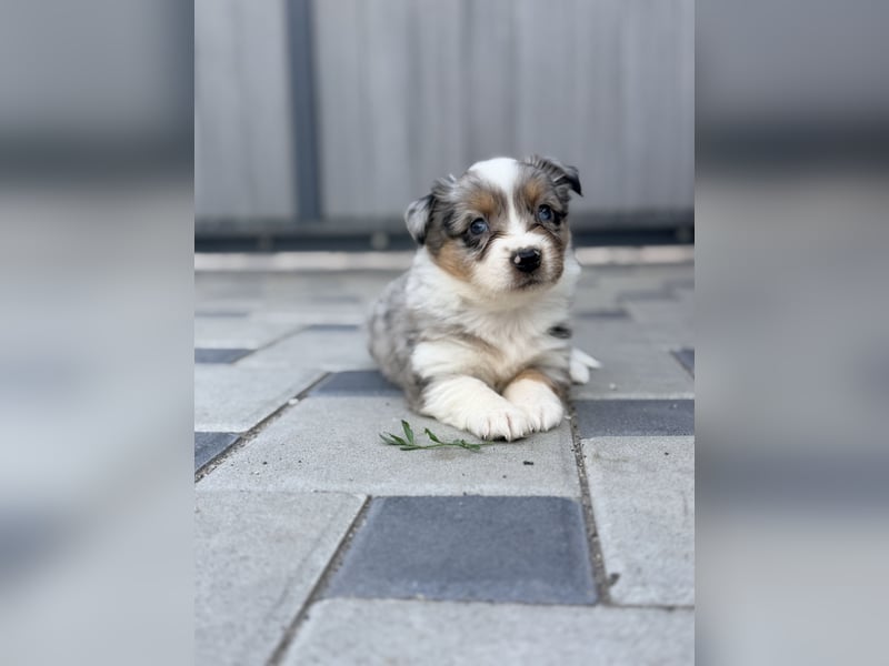 Miniature American Shepherd Hündin – Blue Merle – ausgeglichene Arbeitslinien