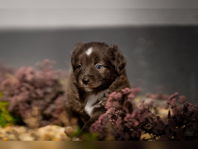 Miniature American Shepherd Welpen – Atypic Merle, Cryptic Merle & Lilac – Hündinnen und Rüde