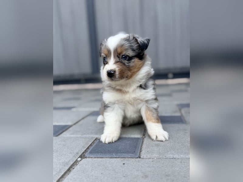 Miniature American Shepherd Hündin – Blue Merle – ausgeglichene Arbeitslinien