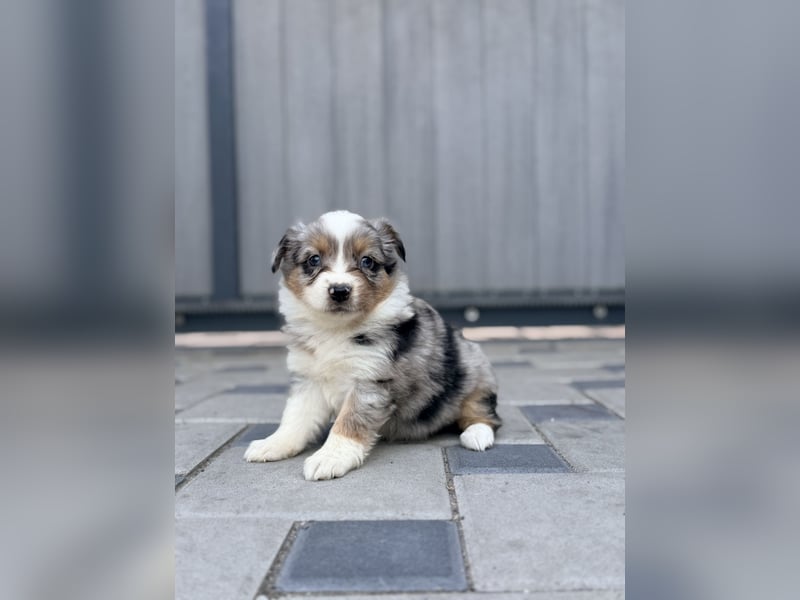 Miniature American Shepherd Hündin – Blue Merle – ausgeglichene Arbeitslinien