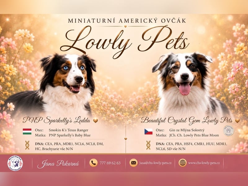 Miniature American Shepherd – Black Tri Rüden – blaue Augen