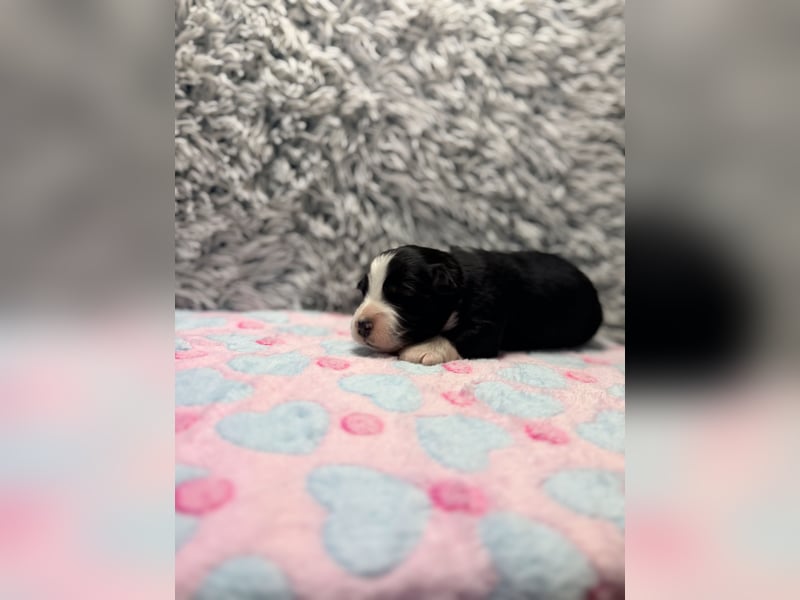 Miniature American Shepherd – typvoller Aussie-Typ – kräftiger Kopf – internationale Linien