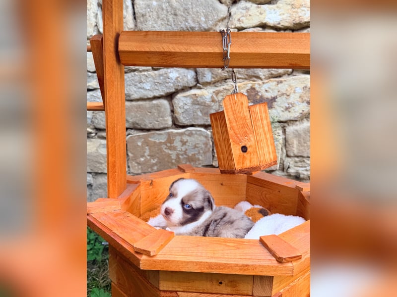 Miniature American Shepherd Welpe – Red Merle Bicolor Hündin - blaue Augen