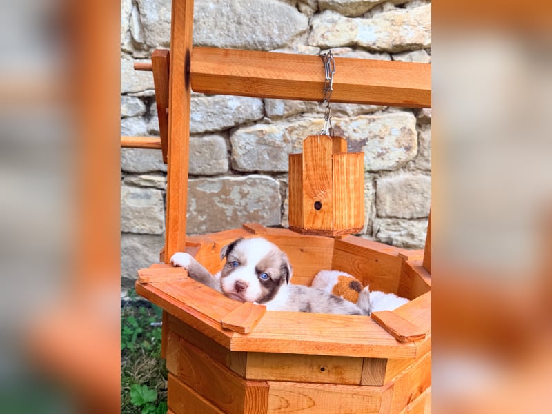 Miniature American Shepherd Welpe – Red Merle Bicolor Hündin - blaue Augen