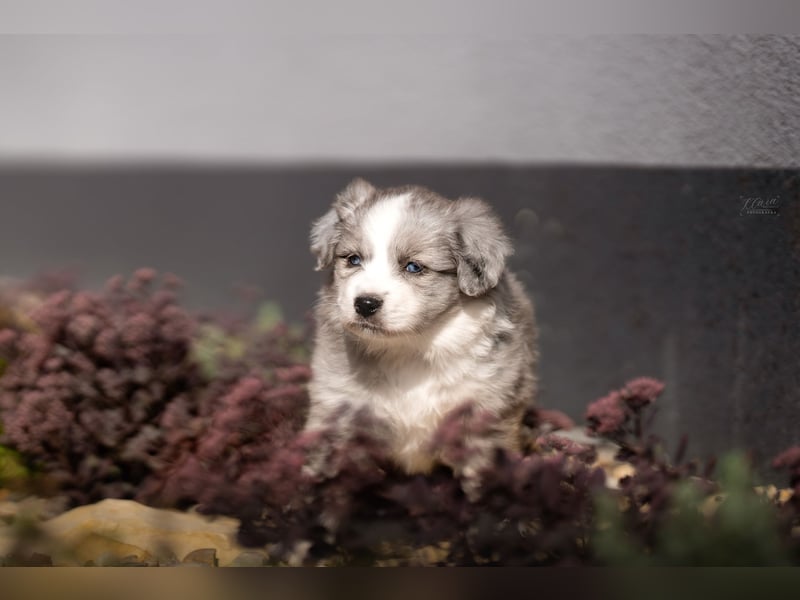 Miniature American Shepherd Welpen – Atypic Merle, Cryptic Merle & Lilac – Hündinnen und Rüde
