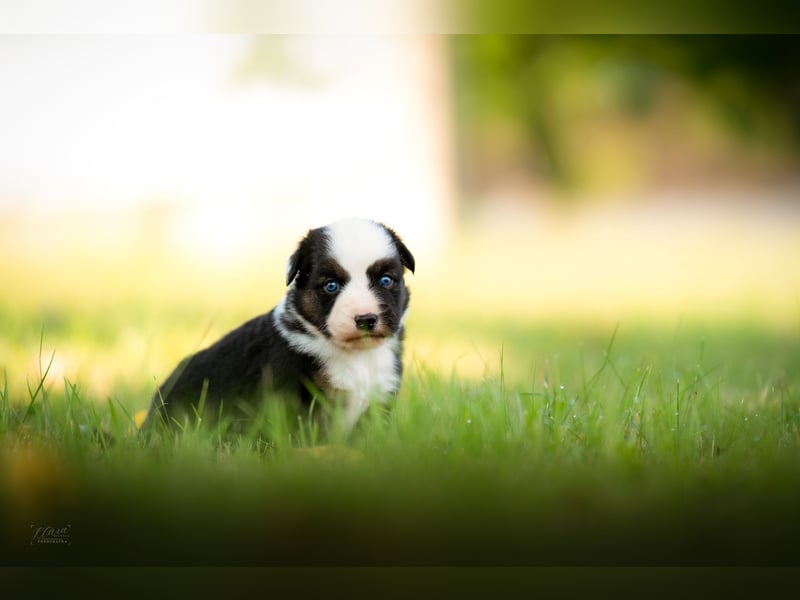 Miniature American Shepherd – Black Tri Rüden – blaue Augen