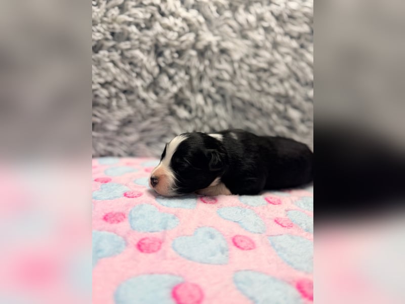 Miniature American Shepherd – typvoller Aussie-Typ – kräftiger Kopf – internationale Linien