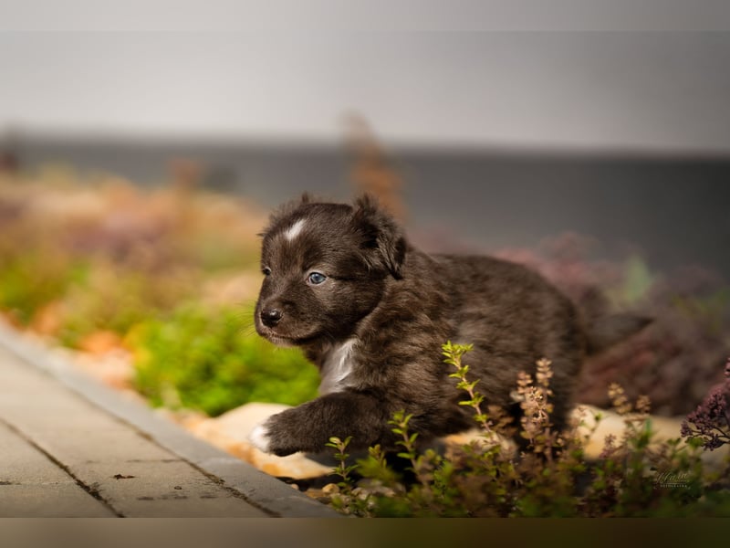 Miniature American Shepherd Welpen – Atypic Merle, Cryptic Merle & Lilac – Hündinnen und Rüde