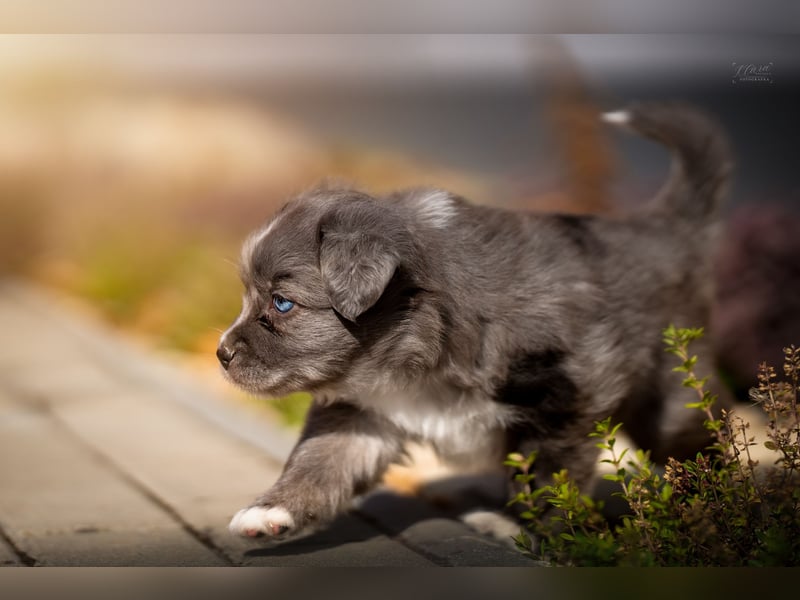 Miniature American Shepherd Welpen – Atypic Merle, Cryptic Merle & Lilac – Hündinnen und Rüde