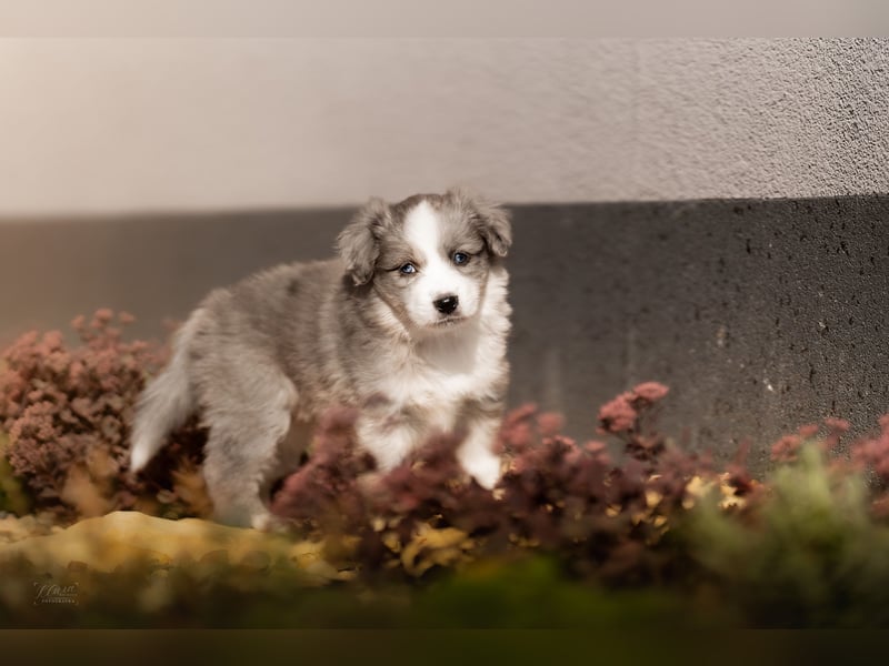 Miniature American Shepherd Welpen – Atypic Merle, Cryptic Merle & Lilac – Hündinnen und Rüde