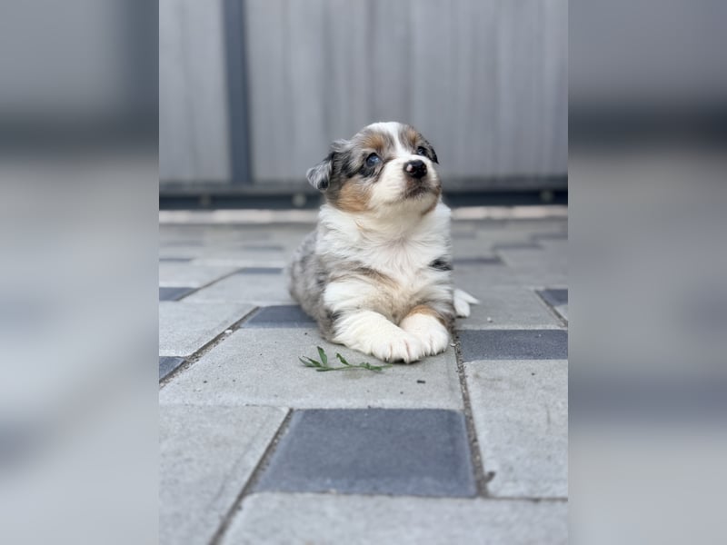 Miniature American Shepherd Hündin – Blue Merle – ausgeglichene Arbeitslinien