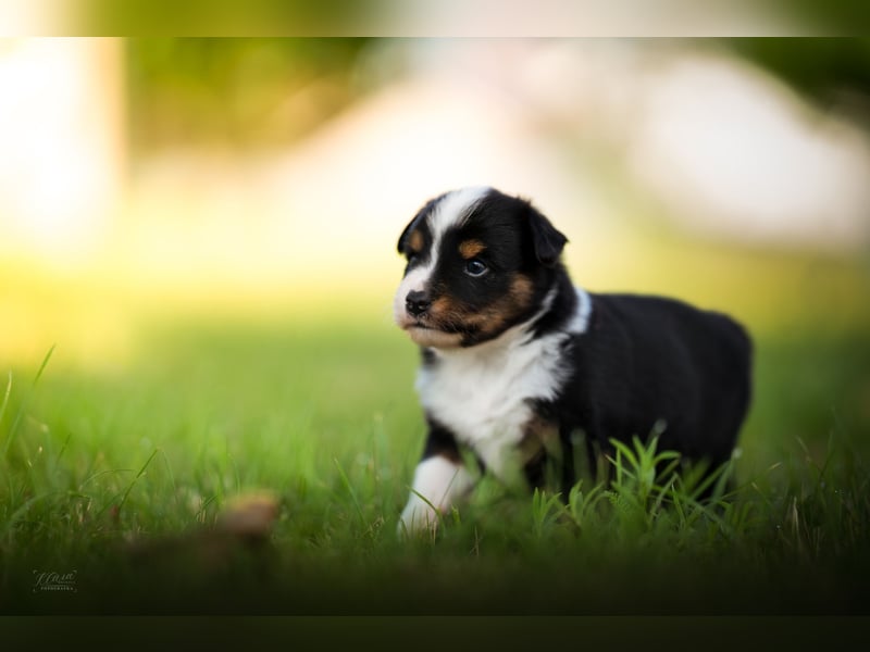 Miniature American Shepherd – Black Tri Rüden – blaue Augen