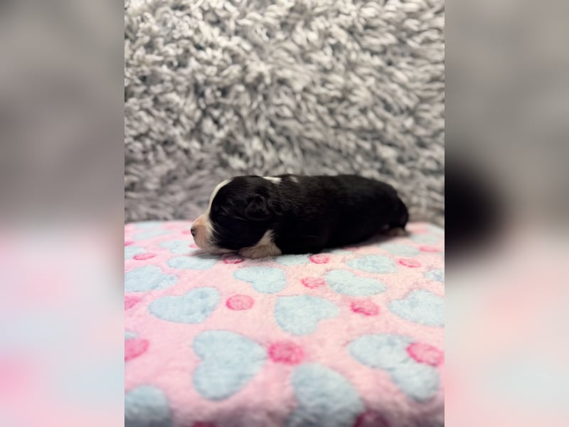 Miniature American Shepherd – typvoller Aussie-Typ – kräftiger Kopf – internationale Linien