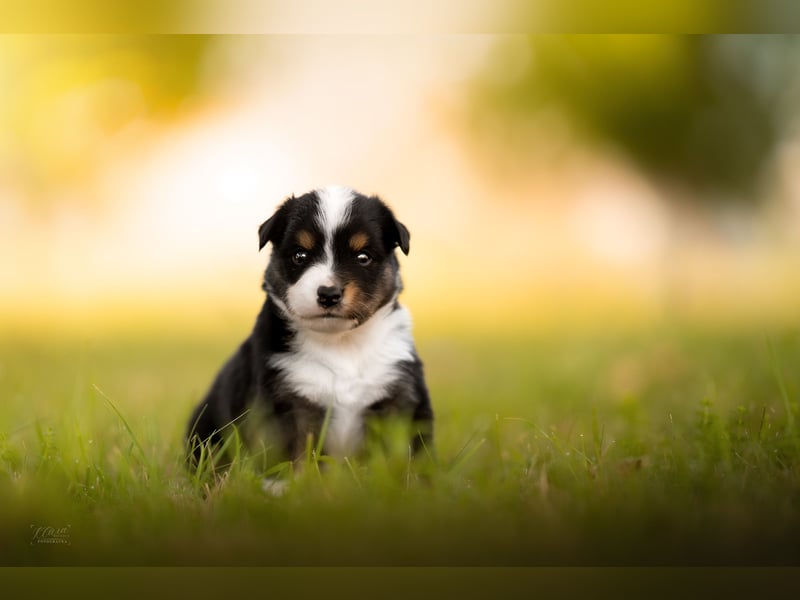 Miniature American Shepherd – Black Tri Rüden – blaue Augen