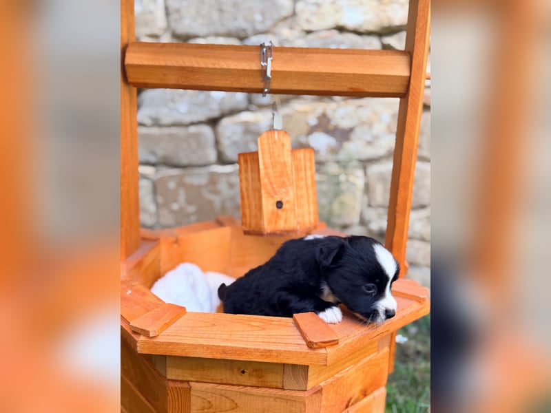 Miniature American Shepherd – Black Bicolor – blaues Auge