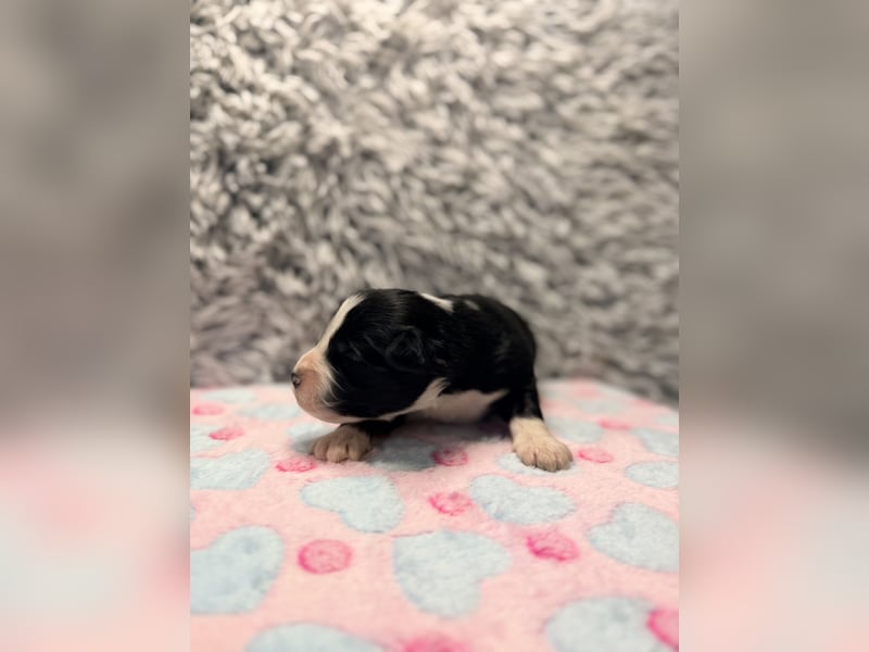 Miniature American Shepherd – typvoller Aussie-Typ – kräftiger Kopf – internationale Linien